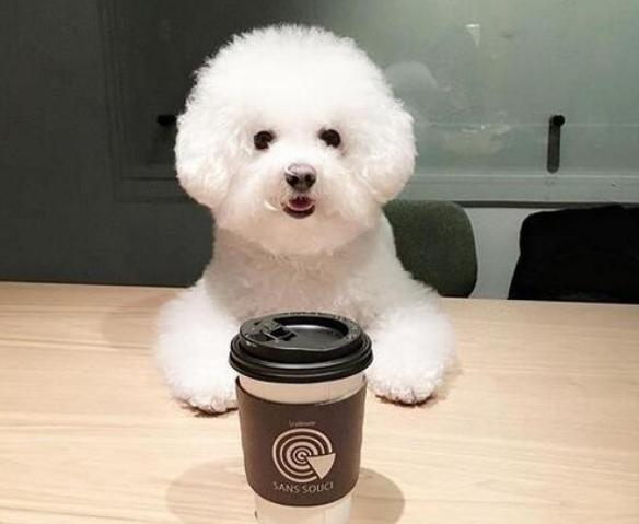 什么狗狗的寿命最长最好养,狗狗的寿命最长能活多少年