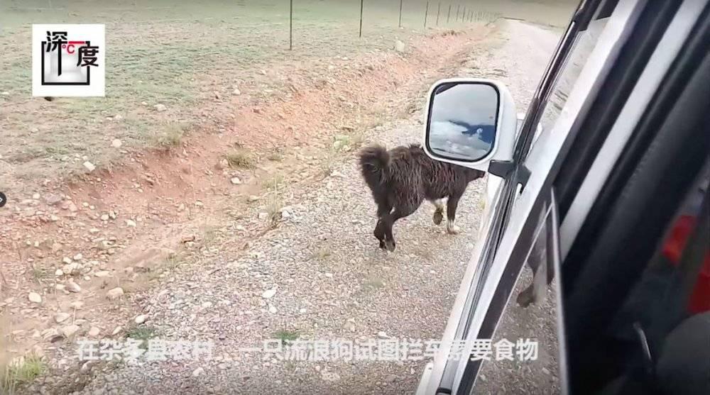 藏獒变流浪狗,藏獒从一条换北京两套房