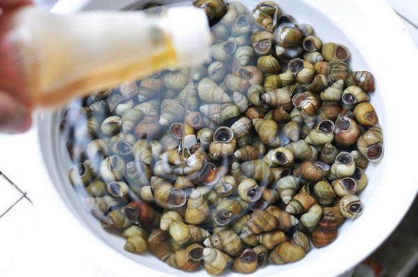 如果吃田螺田螺吸住了嘴怎么办,吃田螺吐了怎么办