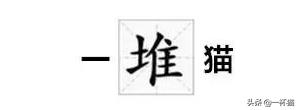 一根猫、一滩猫、一架猫，喵星人逆天姿势大全