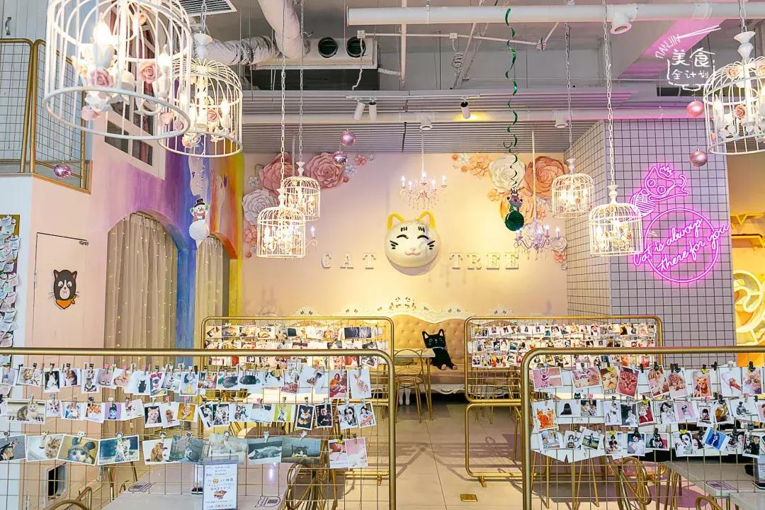 吃饭玩耍一体店,吃饭撸猫二选一