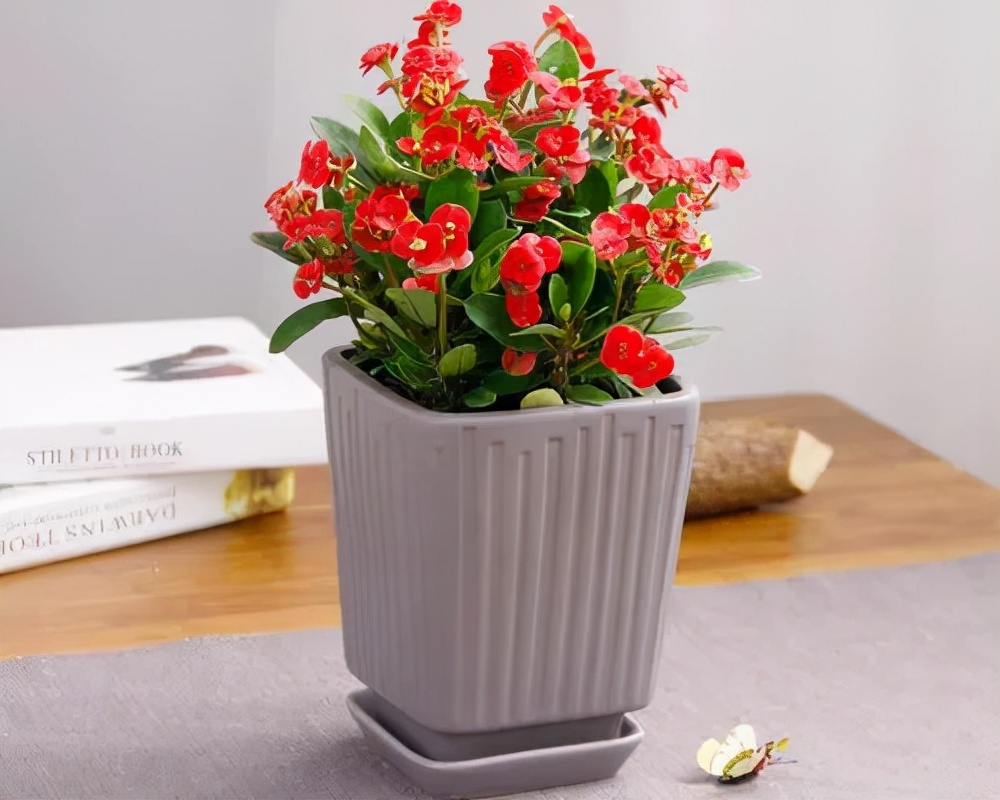 适合9月份养的绿植,四季最好养的10种花