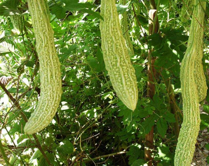 苦瓜结果了需要施什么肥,苦瓜结果少是怎么回事