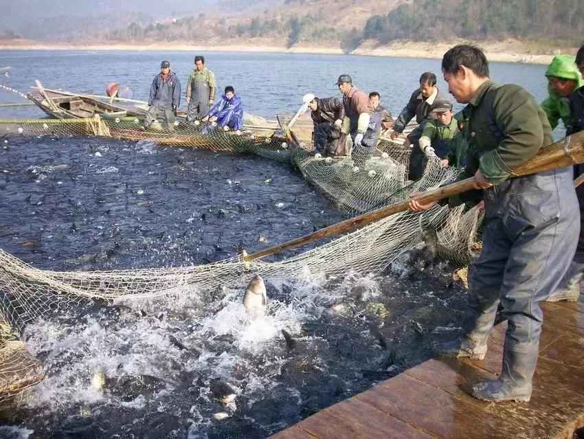 安徽太湖中秋特产有哪些,浙江太湖古镇特产必买清单