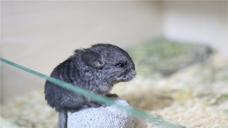 龙猫咬笼,龙猫抓耗子是真的吗