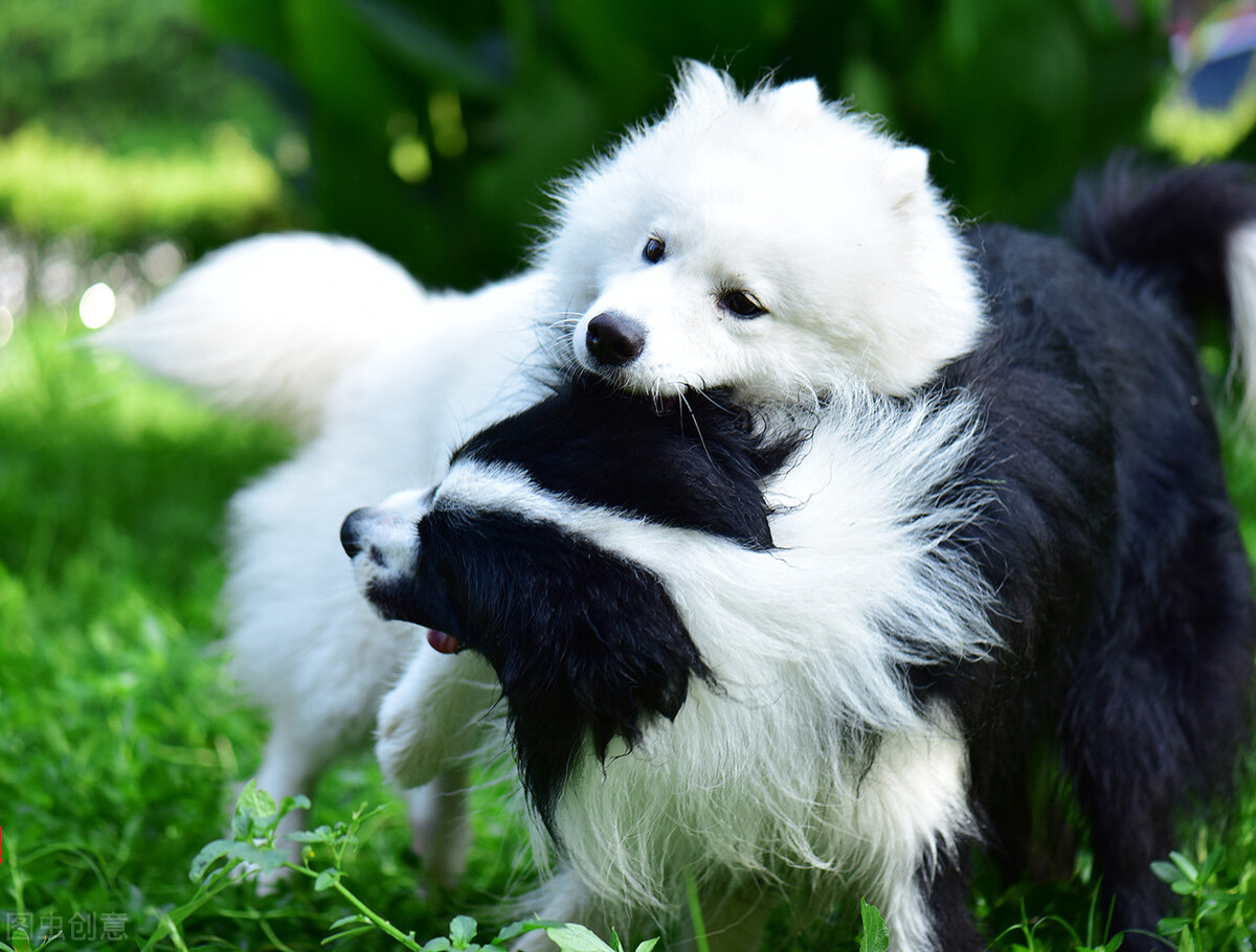 饲养边牧犬不能犯这几个错误,饲养边牧的“5大禁忌”