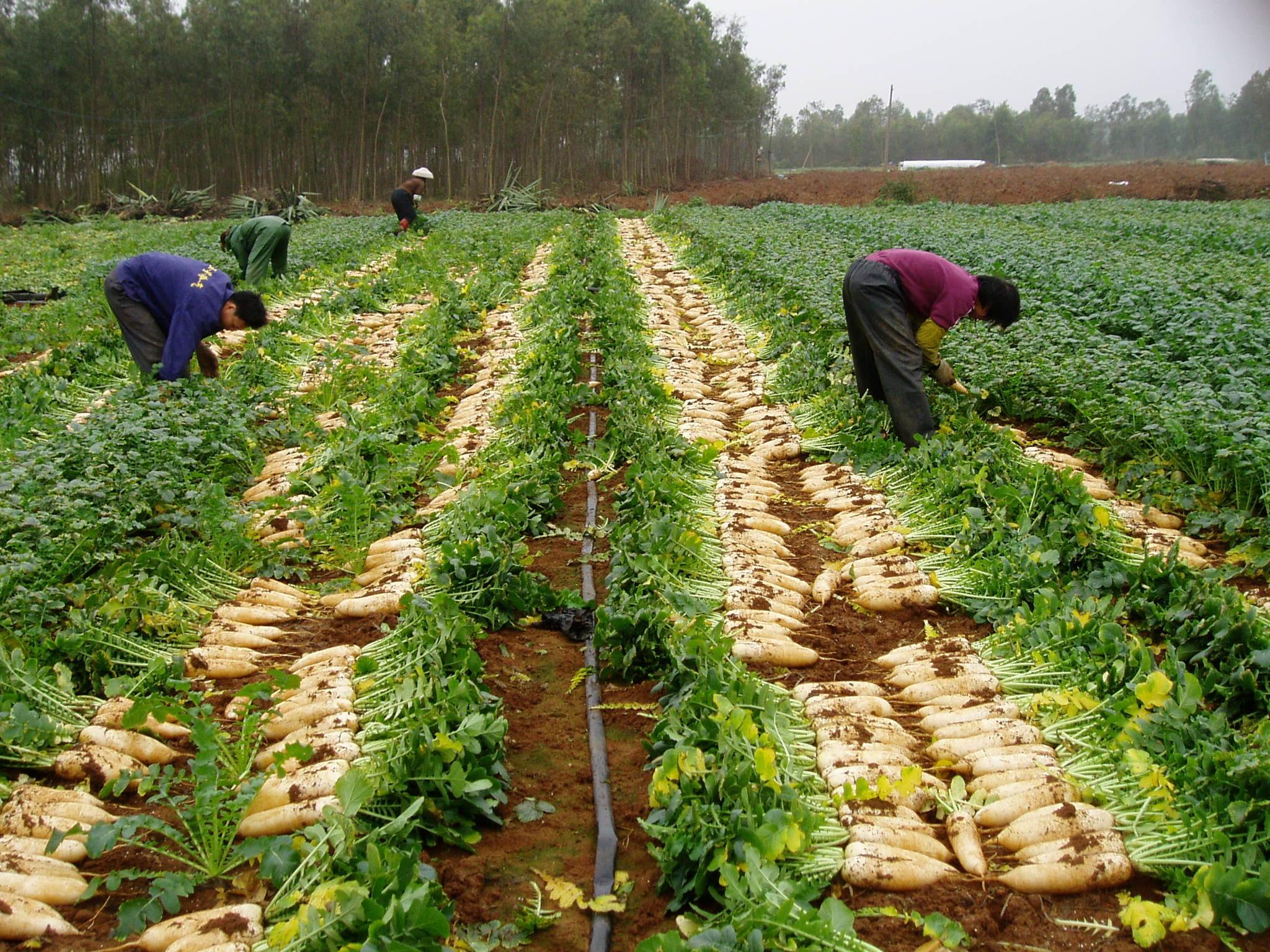 种萝卜株距技巧,种萝卜发芽后怎么管理