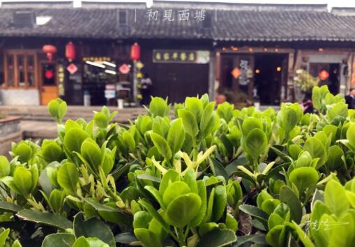 嘉兴市西塘古镇一日游,嘉善西塘古镇一日游攻略