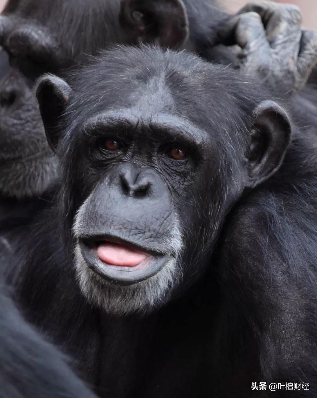 十大绞肉机推荐,十大绞肉机排名前十