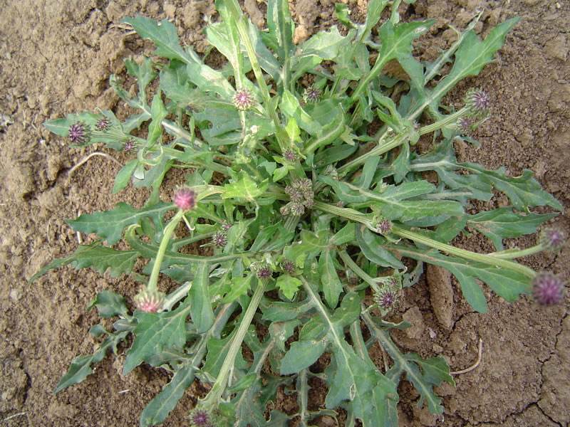 春天的野菜真好吃,时令野菜味道好极了