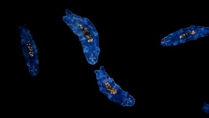 地球最强生物水熊坠落月球或幸存,地球最强的生物降临月球