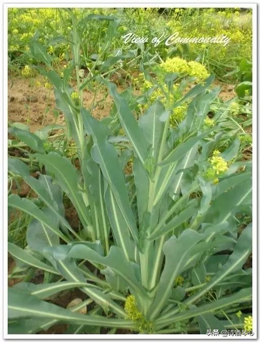 中药饮片板蓝根鉴别要点,抗病毒良药板蓝根