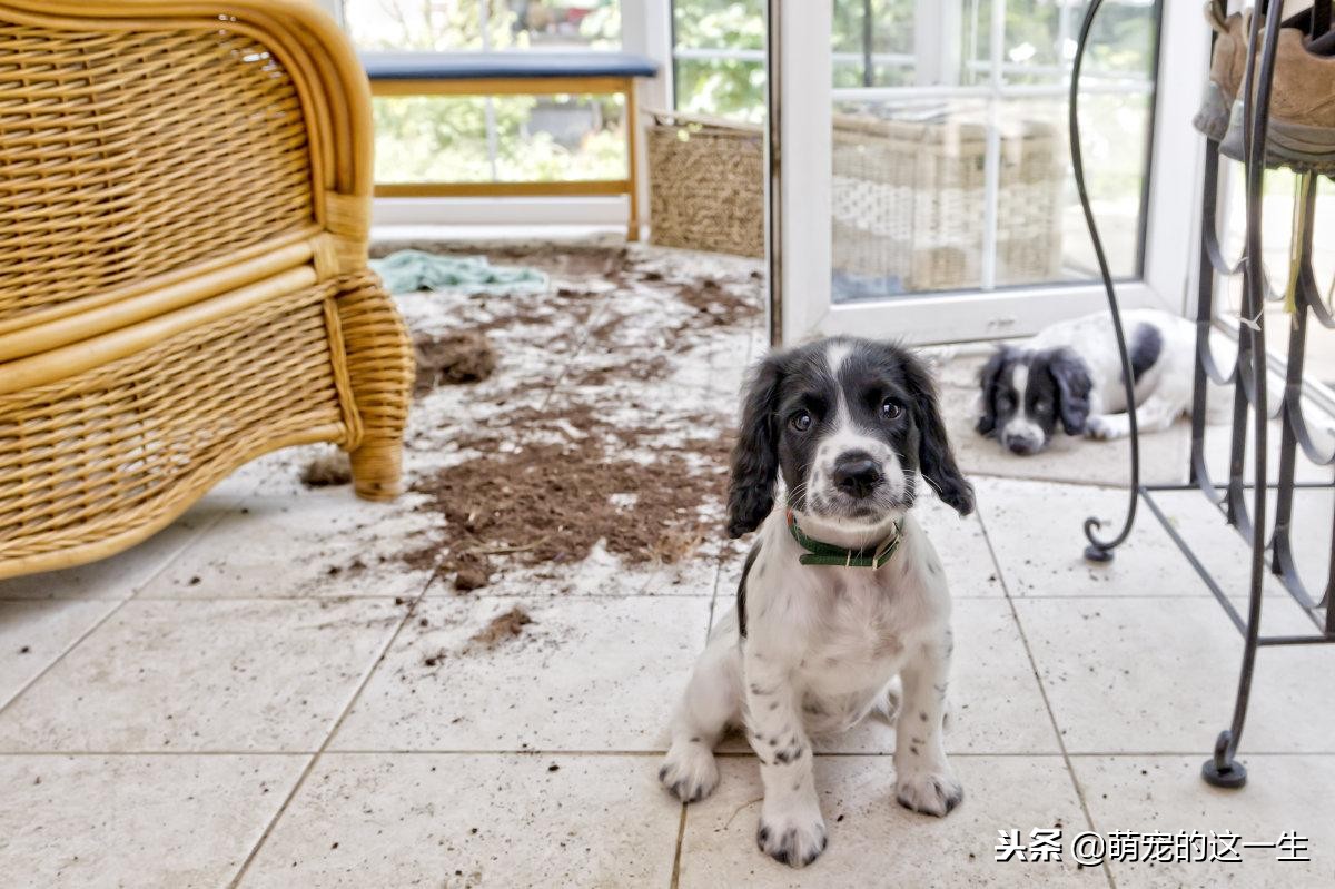 狗狗犯错了怎么教训狗狗,狗狗犯错被打骂会反抗吗