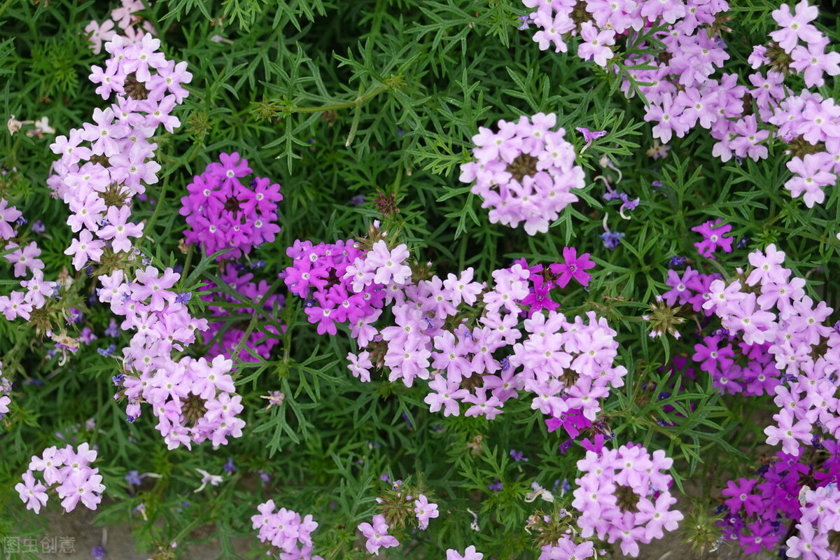 郁郁葱葱的多肉植物,适合阳光足的一年四季开花的植物