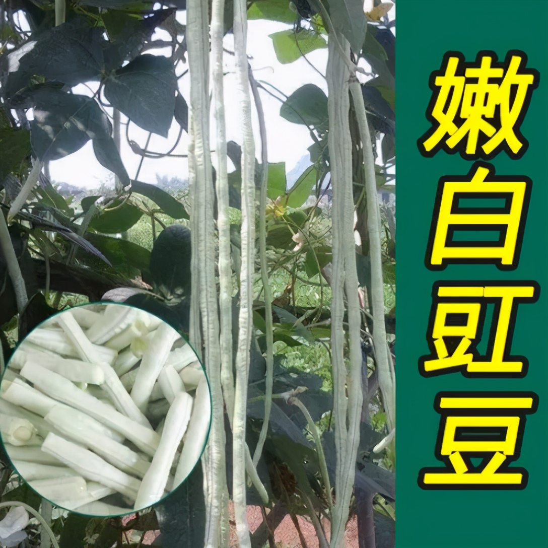 豇豆到底是白豇豆还是青豇豆,红豇豆与白豇豆的区别