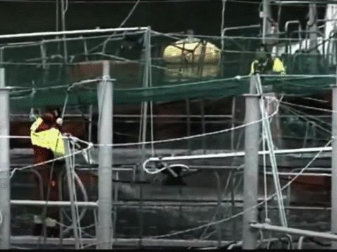 “最毒僵尸鱼”,外媒曝挪威三文鱼养殖乱象,看完胃不好了