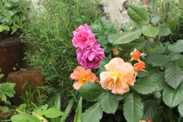 适合栽在庭院的多肉,庭院地栽多肉设计