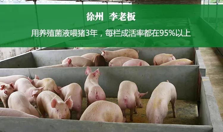 复合菌和益生菌哪个好,养殖专用益生菌的作用和功效