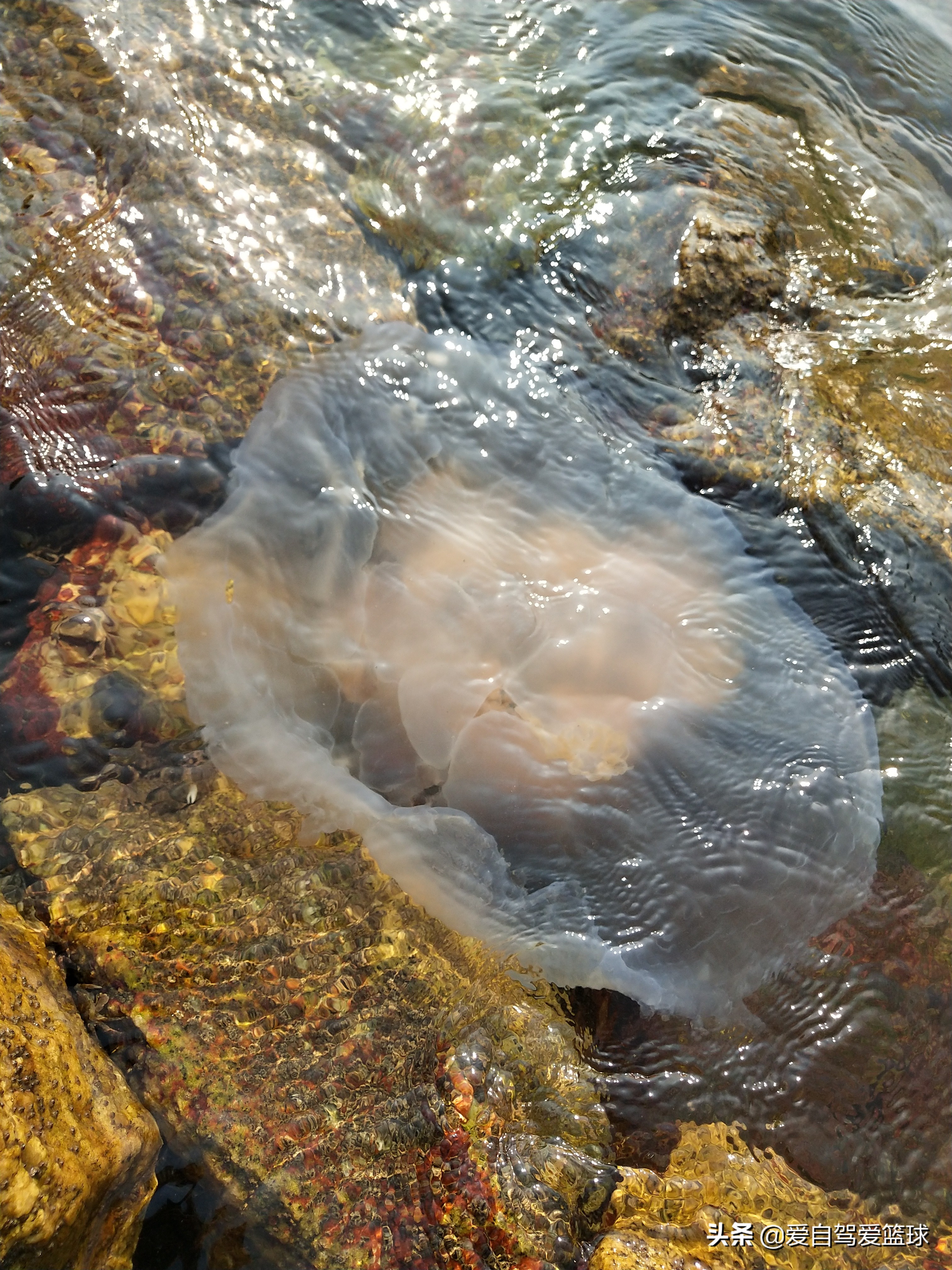 最美的东戴河,美丽的东戴河原唱