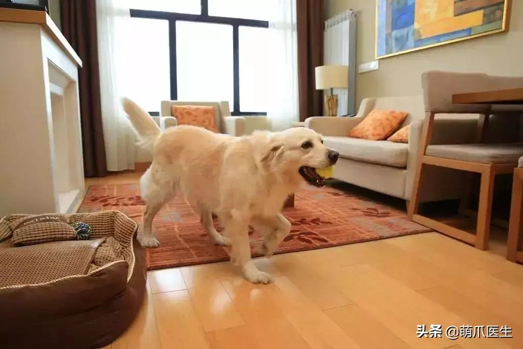 带宠物住宿酒店,带宠旅行酒店