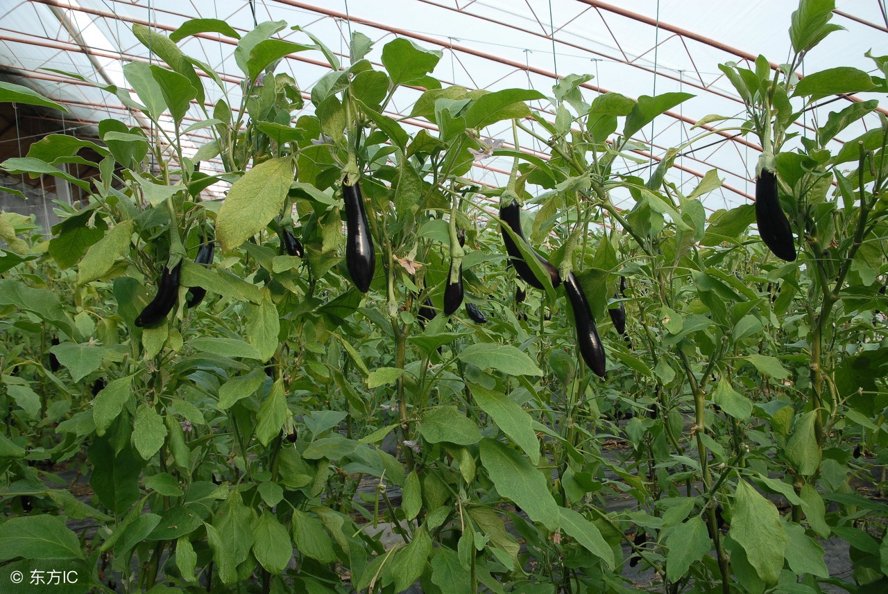 种植大棚蔬菜什么品种好,种植蔬菜大棚怎么样