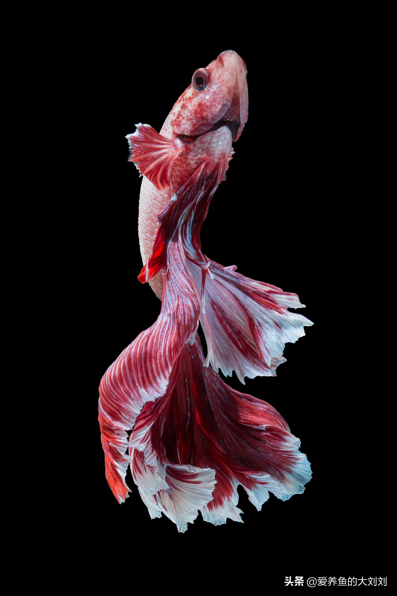 怎样能让泰国斗鱼的寿命长一些,泰国斗鱼可以活多长时间