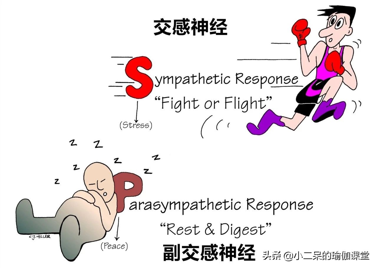初学者的睡前瑜伽,40岁之后的睡前瑜伽
