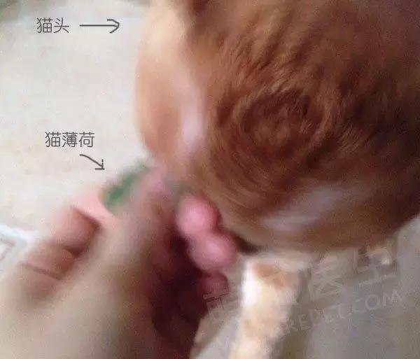 猫咪为啥喜欢玩袋子 (为什么猫咪喜欢吃塑料袋)