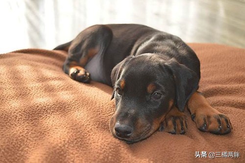 养杜宾犬需要定期打疫苗吗,养杜宾犬的日常生活视频