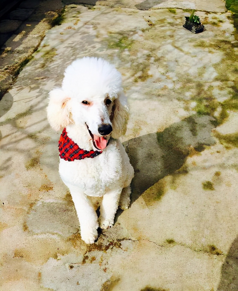 贵宾拉稀臭味怎么回事,巨型贵宾犬爱生病吗