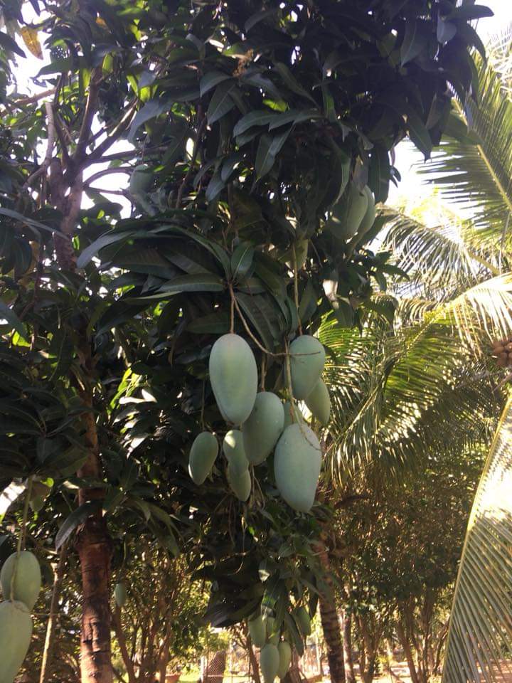 越南芹苴水上活动,越南芹苴水上市场
