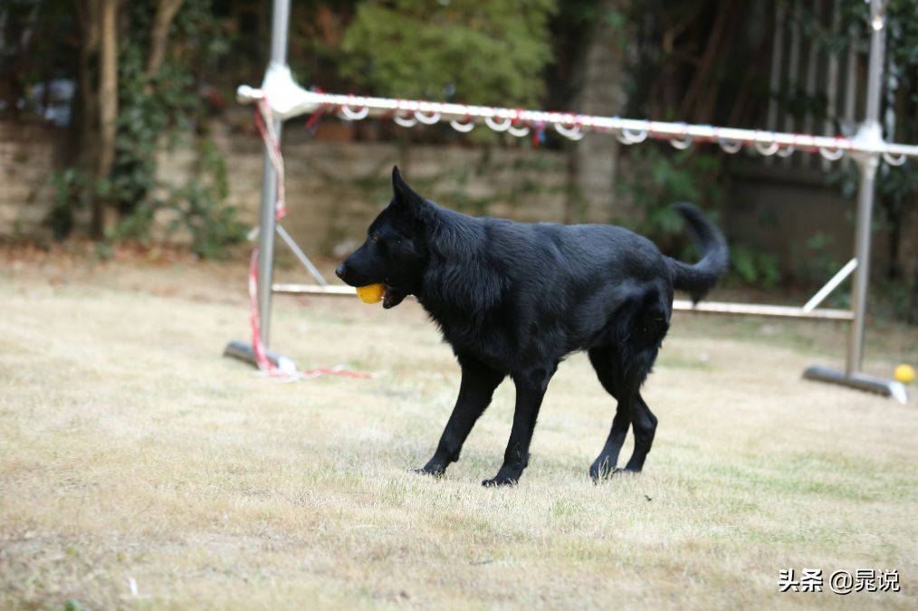 养条狗就不会孤单了,养条狗德牧