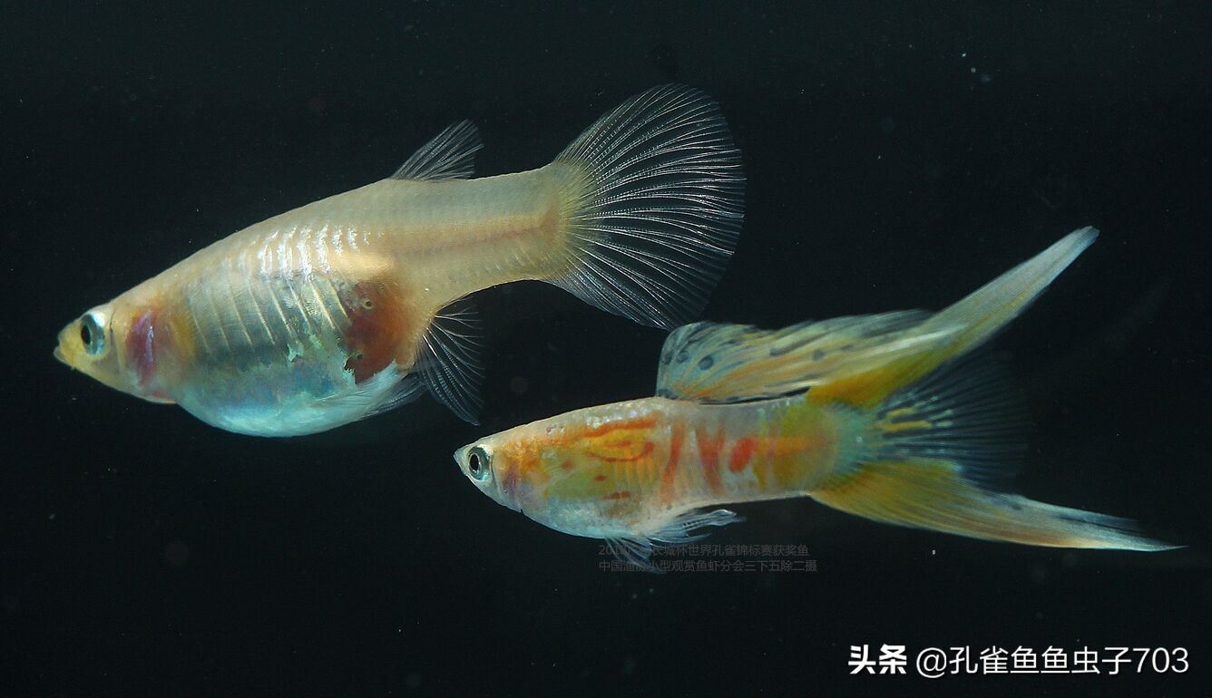为啥我买的孔雀鱼尾巴特别小,为什么买的孔雀鱼养不活