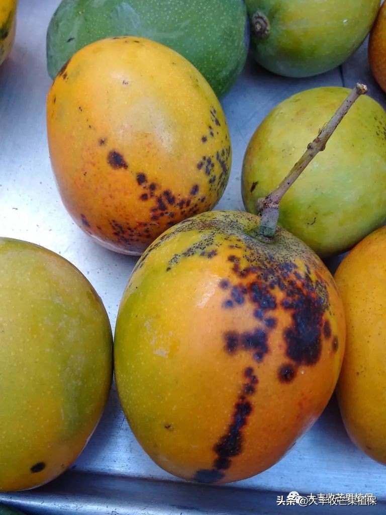 芒果在成熟期为什么会裂果掉果,芒果挂果期发生的病虫害