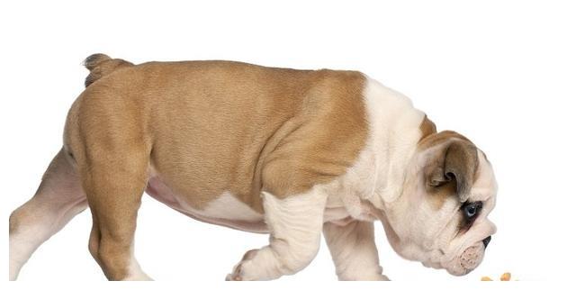 狗狗厌食需要换狗粮吗怎么喂,狗狗厌食吐狗粮怎么回事