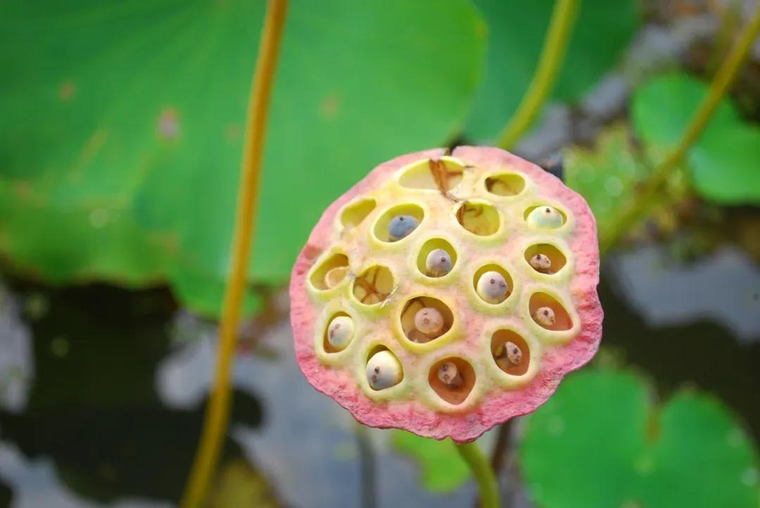 硬核整理!高清中药教材原植物彩*图色**谱(四期)