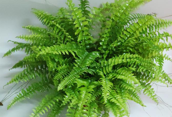 波士顿蕨类植物冬季怎么养,波士顿蕨室内吊兰绿植