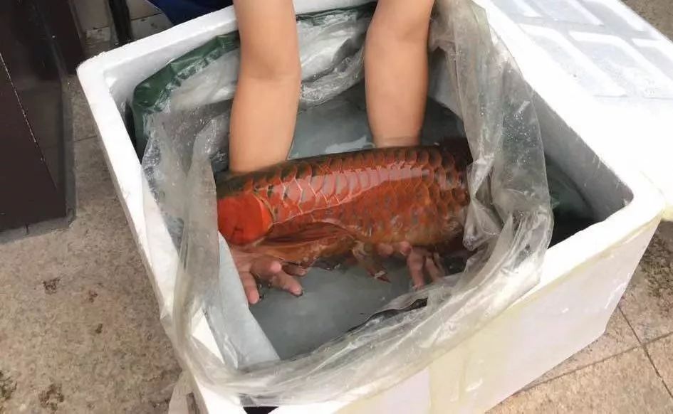 潮汕90后男生卖金龙鱼,一小伙买金龙鱼