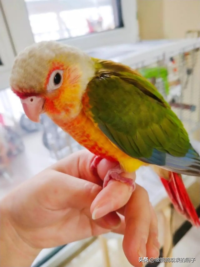 如何训练鹦鹉定点上厕所,怎么训练鹦鹉憋屎