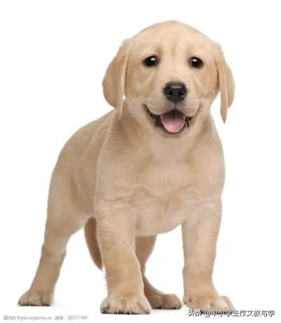 优秀作文小狗400字,优秀作文我家的小狗