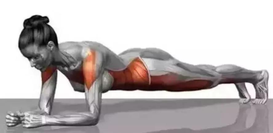 平板支撑对于新手练核心有没有用,经典动作平板支撑你真的做对了吗