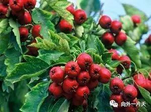 去南京旅游有什么特产值得带回,各地值得带的特产