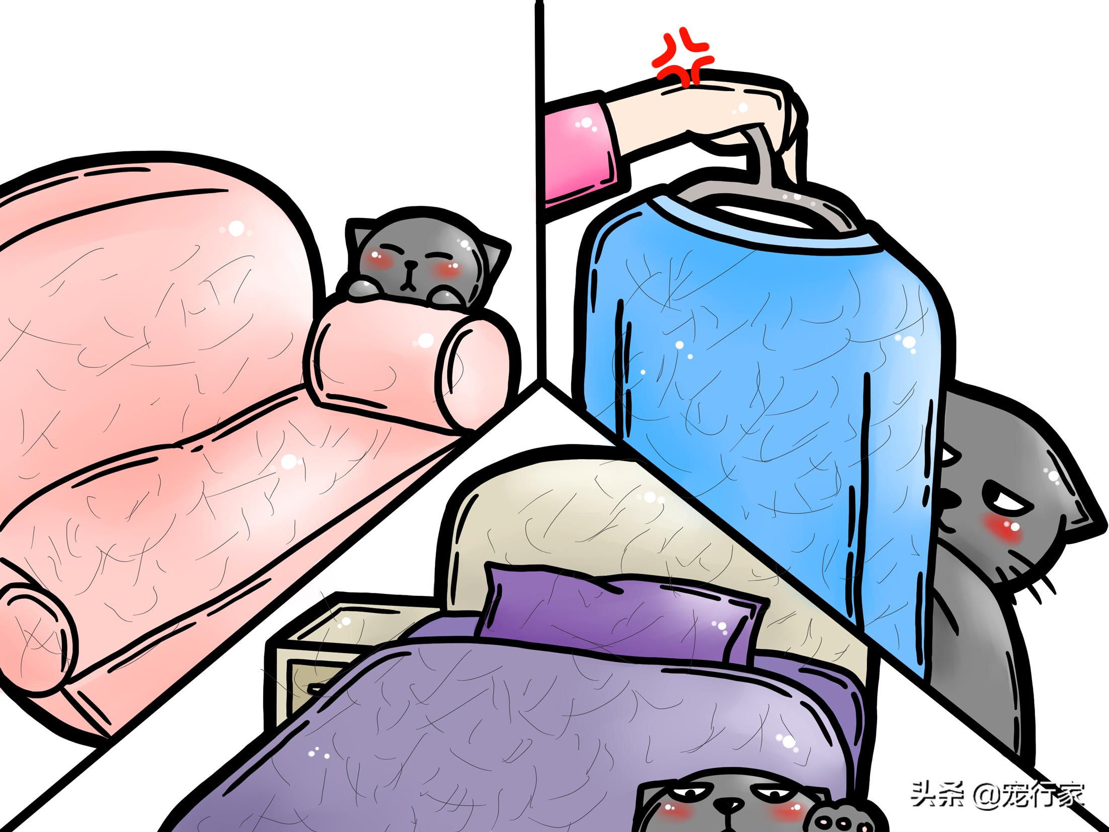 怎么处理猫毛最快最有效,处理猫毛的有效方法