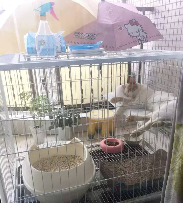 她救下一只得皮肤病脾气巨差的猫咪，花了两个月变身软萌美喵