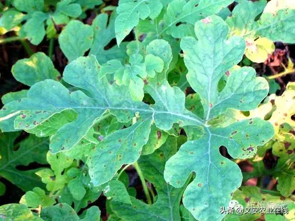 西瓜病虫害防治方法,盆栽西瓜怎么预防虫害