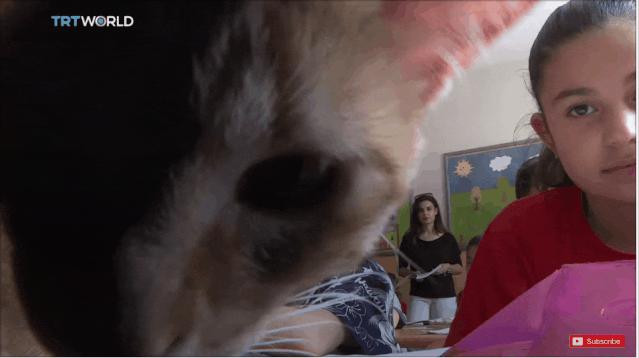 去土耳其当猫好吗,在土耳其做一只幸福的猫