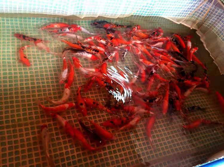 最容易养的中型观赏鱼冷水鱼,最适合家庭饲养的冷水鱼