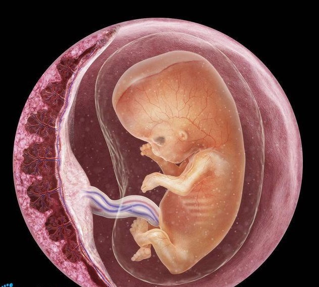 双胎需要注意的事项,双胎孕期有啥风险