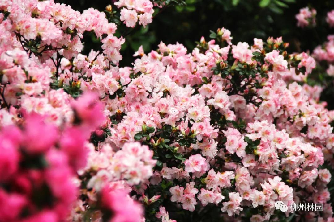 柳州柳侯公园有什么景物,柳州柳侯公园值得打卡