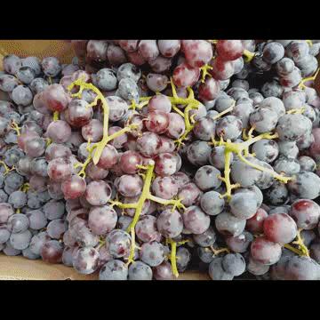 真正的黑色葡萄干,正宗的新葡萄干